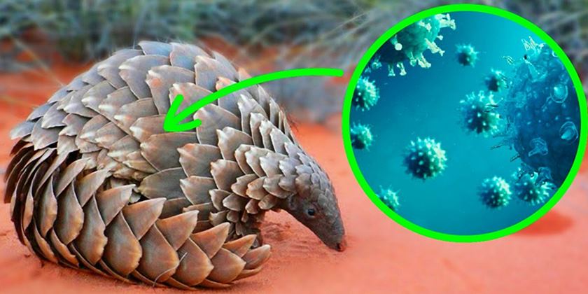 2024 Küresel Pangolin Yılı Olacak!